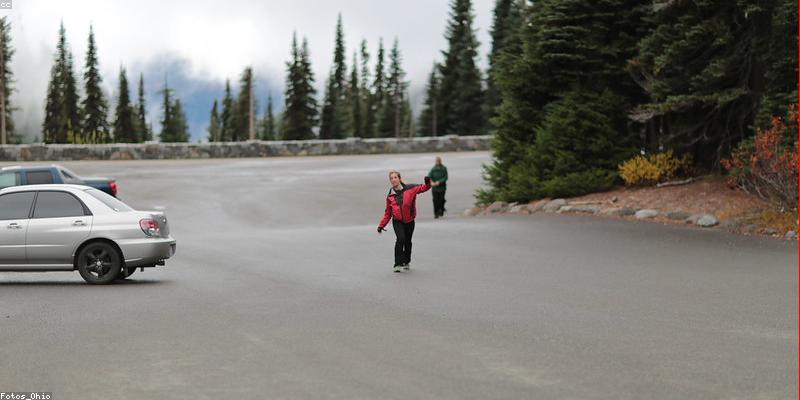 dog walking in countryside